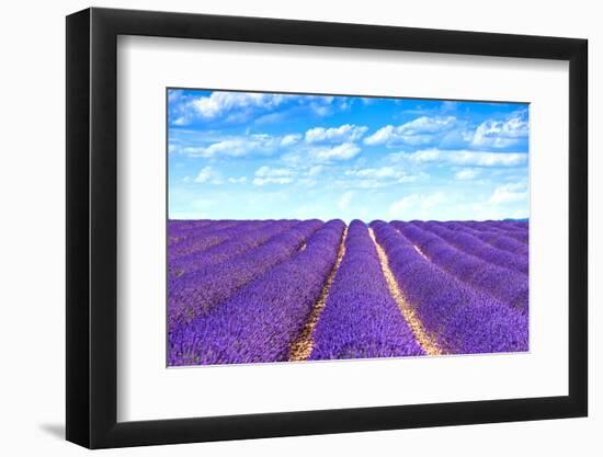 Lavender Flower Blooming Fields Endless Rows-stevanzz-Framed Photographic Print