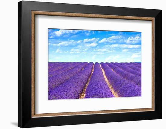 Lavender Flower Blooming Fields Endless Rows-stevanzz-Framed Photographic Print