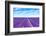 Lavender Flower Blooming Fields Endless Rows-stevanzz-Framed Photographic Print