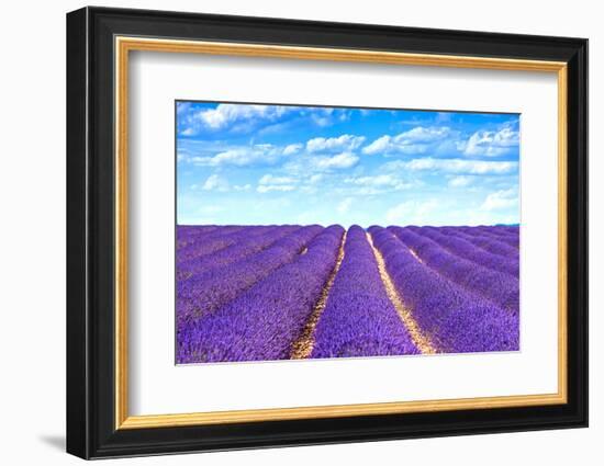 Lavender Flower Blooming Fields Endless Rows-stevanzz-Framed Photographic Print