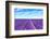 Lavender Flower Blooming Fields Endless Rows-stevanzz-Framed Photographic Print