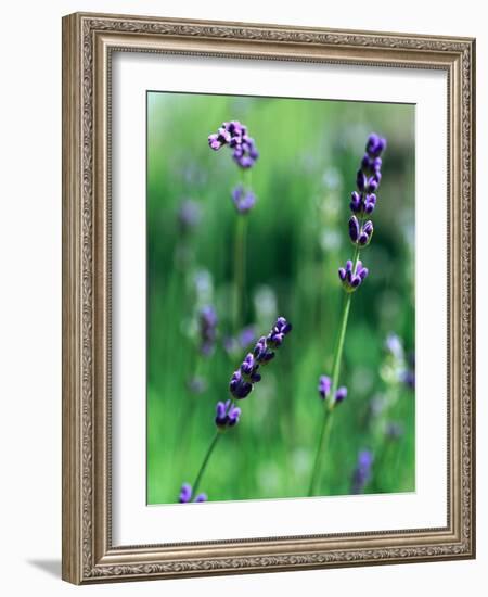 Lavender Flower Spikes-Guy Cali-Framed Photographic Print