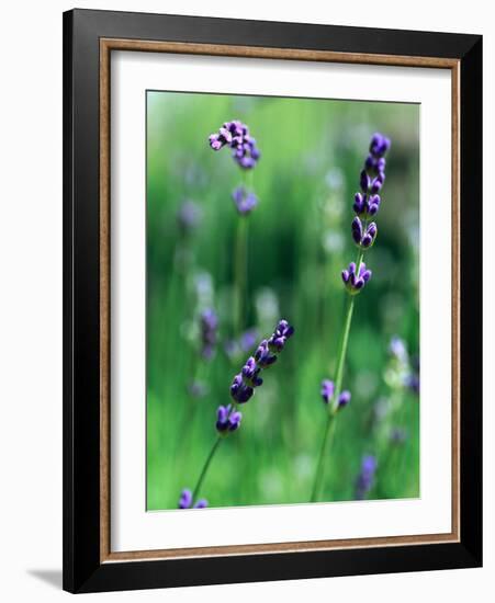 Lavender Flower Spikes-Guy Cali-Framed Photographic Print