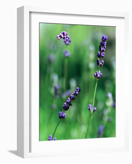 Lavender Flower Spikes-Guy Cali-Framed Photographic Print
