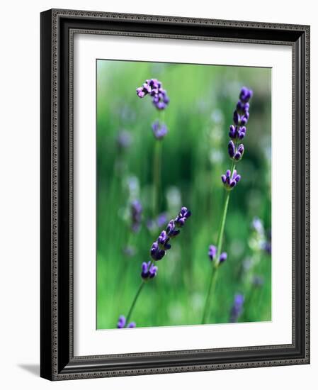 Lavender Flower Spikes-Guy Cali-Framed Photographic Print