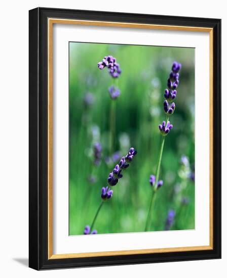 Lavender Flower Spikes-Guy Cali-Framed Photographic Print