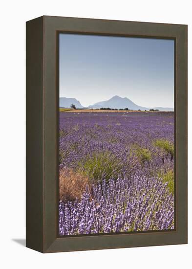 Lavender Growing on the Plateau de Valensole in Provence, France, Europe-Julian Elliott-Framed Premier Image Canvas