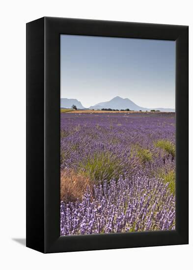 Lavender Growing on the Plateau de Valensole in Provence, France, Europe-Julian Elliott-Framed Premier Image Canvas