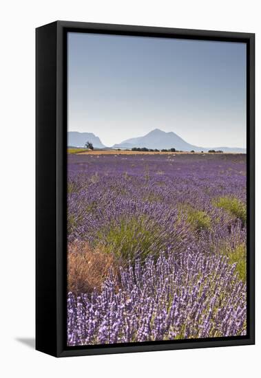 Lavender Growing on the Plateau de Valensole in Provence, France, Europe-Julian Elliott-Framed Premier Image Canvas