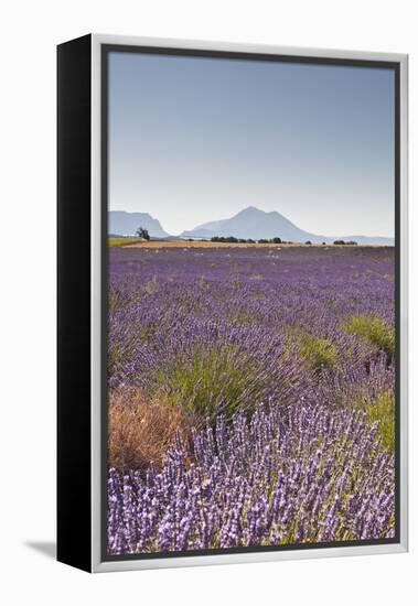 Lavender Growing on the Plateau de Valensole in Provence, France, Europe-Julian Elliott-Framed Premier Image Canvas