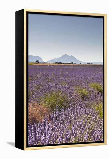 Lavender Growing on the Plateau de Valensole in Provence, France, Europe-Julian Elliott-Framed Premier Image Canvas