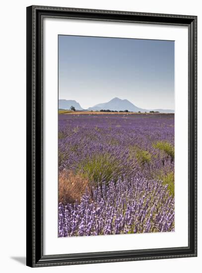 Lavender Growing on the Plateau de Valensole in Provence, France, Europe-Julian Elliott-Framed Photographic Print