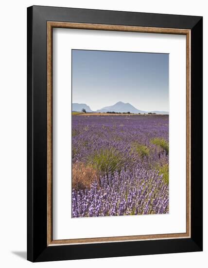 Lavender Growing on the Plateau de Valensole in Provence, France, Europe-Julian Elliott-Framed Photographic Print