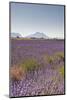 Lavender Growing on the Plateau de Valensole in Provence, France, Europe-Julian Elliott-Mounted Photographic Print