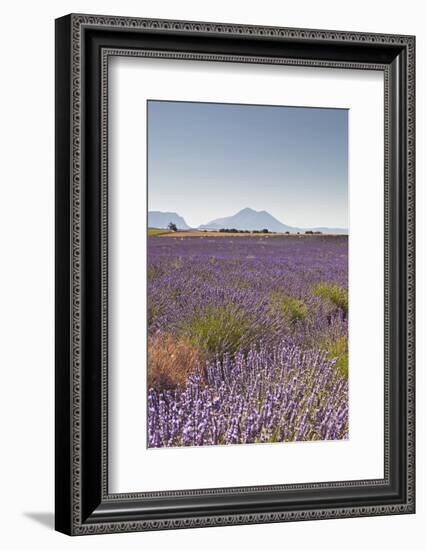 Lavender Growing on the Plateau de Valensole in Provence, France, Europe-Julian Elliott-Framed Photographic Print