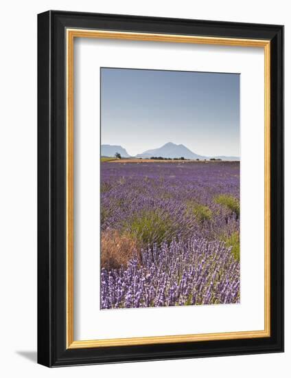 Lavender Growing on the Plateau de Valensole in Provence, France, Europe-Julian Elliott-Framed Photographic Print