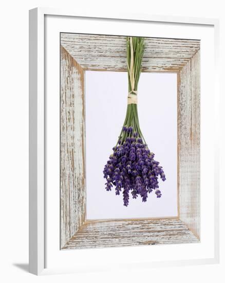 Lavender Hanging Up to Dry-Ottmar Diez-Framed Photographic Print