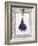 Lavender Hanging Up to Dry-Ottmar Diez-Framed Photographic Print