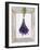 Lavender Hanging Up to Dry-Ottmar Diez-Framed Photographic Print