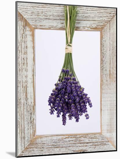 Lavender Hanging Up to Dry-Ottmar Diez-Mounted Photographic Print