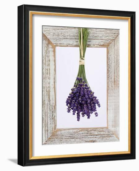 Lavender Hanging Up to Dry-Ottmar Diez-Framed Photographic Print