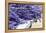 Lavender Harvest I-Dana Styber-Framed Premier Image Canvas