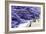 Lavender Harvest I-Dana Styber-Framed Photographic Print