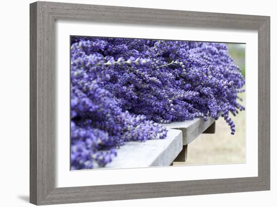 Lavender Harvest I-Dana Styber-Framed Photographic Print