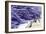 Lavender Harvest I-Dana Styber-Framed Photographic Print