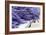 Lavender Harvest I-Dana Styber-Framed Photographic Print