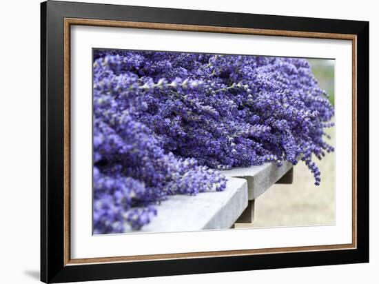 Lavender Harvest I-Dana Styber-Framed Photographic Print