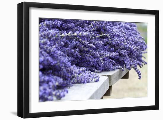 Lavender Harvest I-Dana Styber-Framed Photographic Print