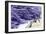 Lavender Harvest I-Dana Styber-Framed Photographic Print