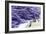 Lavender Harvest I-Dana Styber-Framed Photographic Print