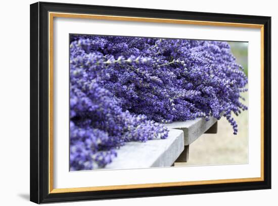 Lavender Harvest I-Dana Styber-Framed Photographic Print