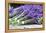 Lavender Harvest II-Dana Styber-Framed Premier Image Canvas