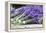 Lavender Harvest II-Dana Styber-Framed Premier Image Canvas