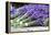 Lavender Harvest II-Dana Styber-Framed Premier Image Canvas