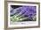 Lavender Harvest II-Dana Styber-Framed Photographic Print