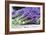 Lavender Harvest II-Dana Styber-Framed Photographic Print