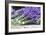 Lavender Harvest II-Dana Styber-Framed Photographic Print