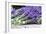 Lavender Harvest II-Dana Styber-Framed Photographic Print