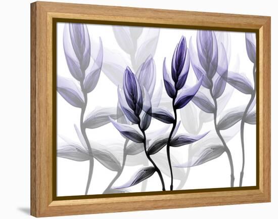 Lavender Heaven 1-Albert Koetsier-Framed Stretched Canvas