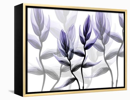 Lavender Heaven 1-Albert Koetsier-Framed Stretched Canvas