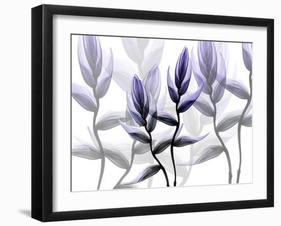 Lavender Heaven 1-Albert Koetsier-Framed Art Print