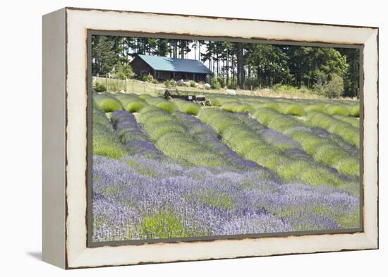 Lavender Hill I-Dana Styber-Framed Premier Image Canvas