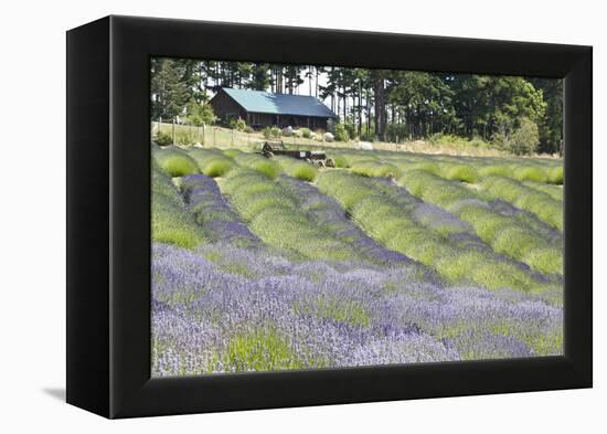 Lavender Hill I-Dana Styber-Framed Premier Image Canvas