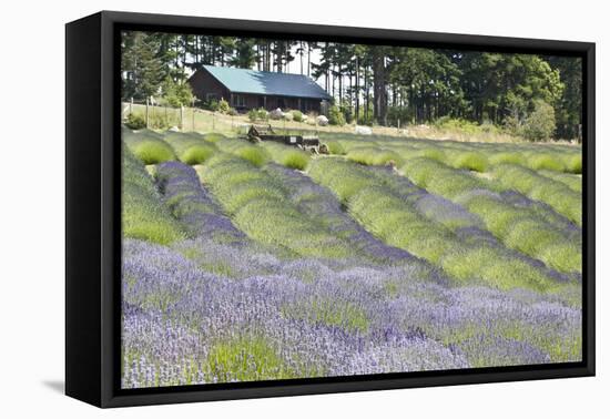 Lavender Hill I-Dana Styber-Framed Premier Image Canvas