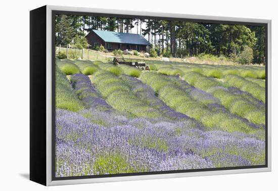 Lavender Hill I-Dana Styber-Framed Premier Image Canvas