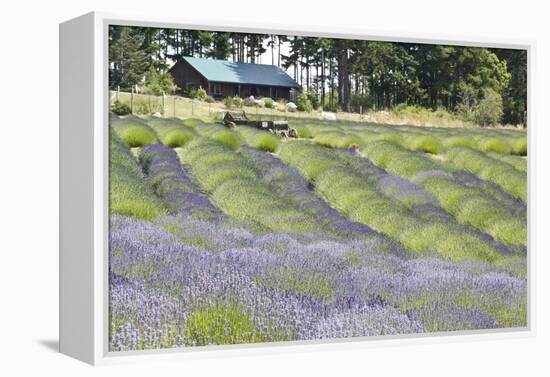 Lavender Hill I-Dana Styber-Framed Premier Image Canvas